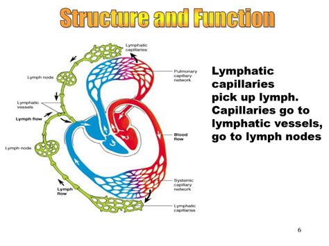 The Lymphatic And Immune Systems Ppt Download