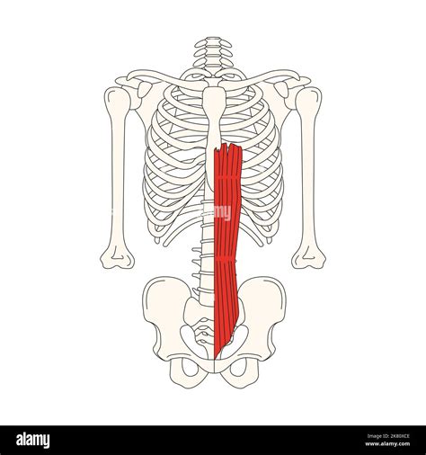 Rectus Abdominis Muscle Origin And Insertion