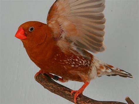 Orange Zebra Finches