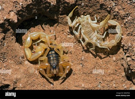 Scorpion Yellow Desert Hi Res Stock Photography And Images Alamy