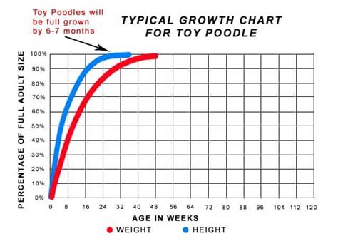 Size predicting for my toy poodle | Poodle Forum