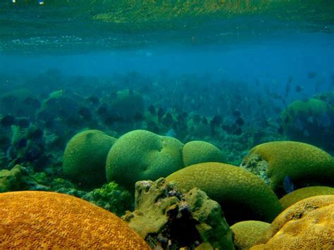 Tiburones Y Rayas De Los Arrecifes De Coral Del Mundo Están En Peligro