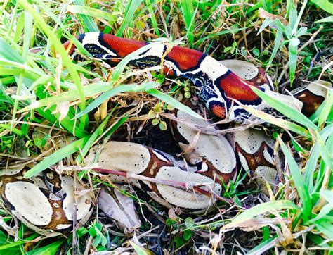 Mowgli My Suriname Redtail Boa Lizards Reptiles Red Tail Boa Boa