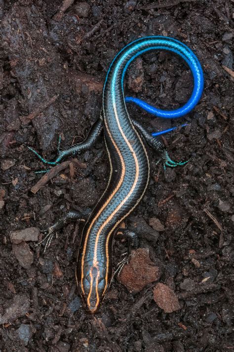 Blue Tail Skink