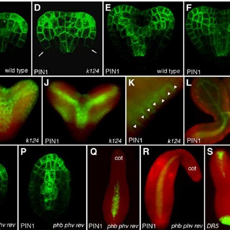 Pin1 Expression And Dr5 Auxin Response During Embryogenesis Download