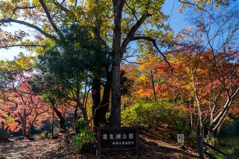 そろそろ見頃になってきた震生湖の紅葉 紅葉