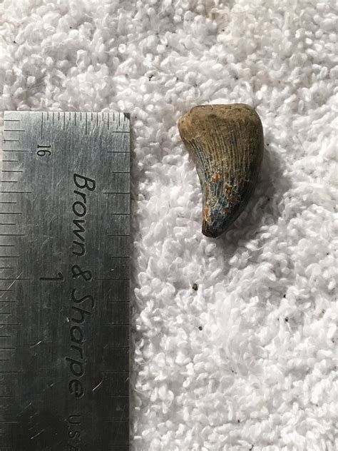 Help identifying tooth - Fossil ID - The Fossil Forum