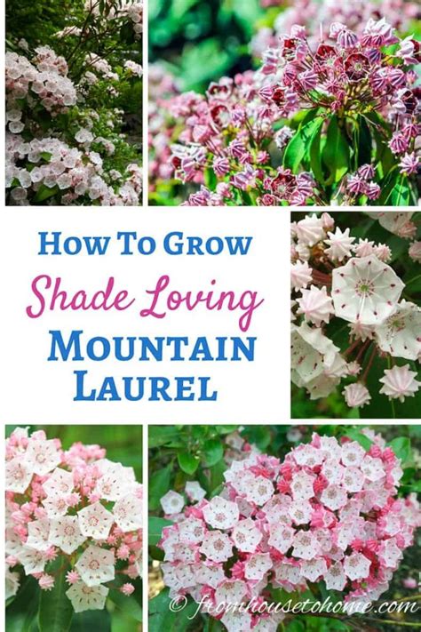 Mountain Laurel Care How To Plant Grow Kalmia Latifolia Gardening