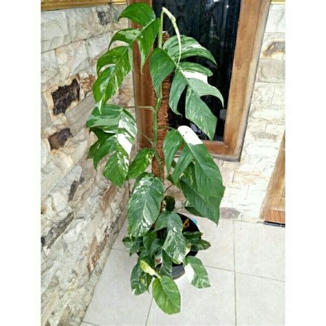 Jual (Ukuran Big/Besar/Jumbo Daun 3-4 Menjari) Epipremnum Pinnatum ...