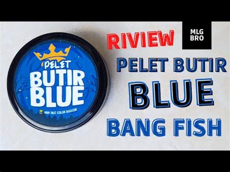 Pelet Butir Blue Bang Fish Pulcra Andrao Stewarti Dan Auranti Youtube