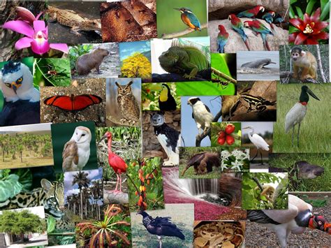 Planeta Ambiente Y Sociedad Taller De Conservación Y Gestión De La