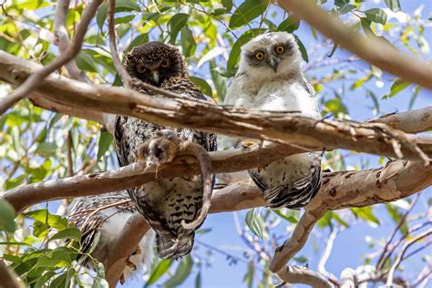 Birds Ballina Shire Council