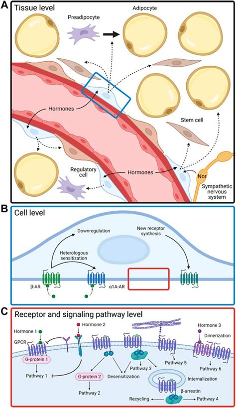 Frontiers Gpcrs In The Regulation Of The Functional Activity Of