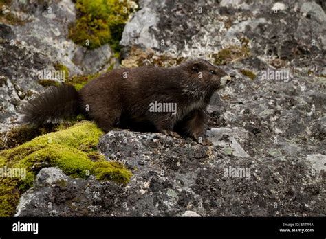 Vancouver Island Marmot, Marmota vancouverensis, Green Mountain ...