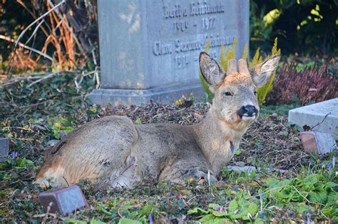 60 Rehe auf dem größten Friedhof der Schweiz sollen weg Riehen