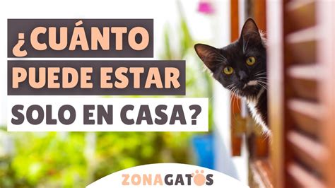 CUÁNTO TIEMPO puede estar un gato SOLO EN CASA YouTube