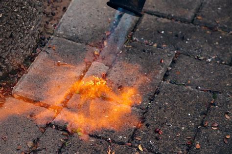 Flechten Auf Betonpflaster Entfernen So Wird S Gemacht