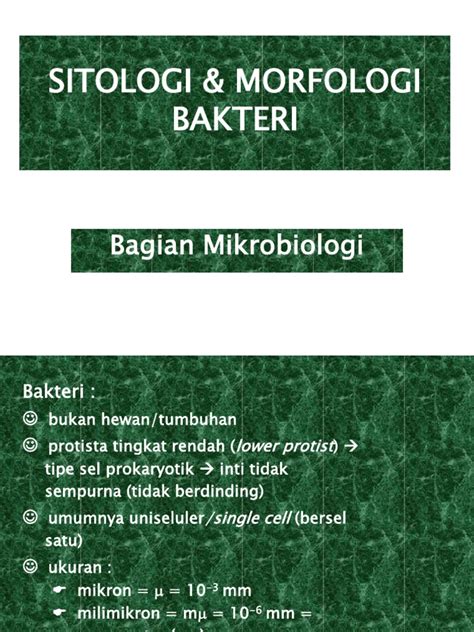 Morfologi Bakteri Bacillus Subtilis Hot Sex Picture