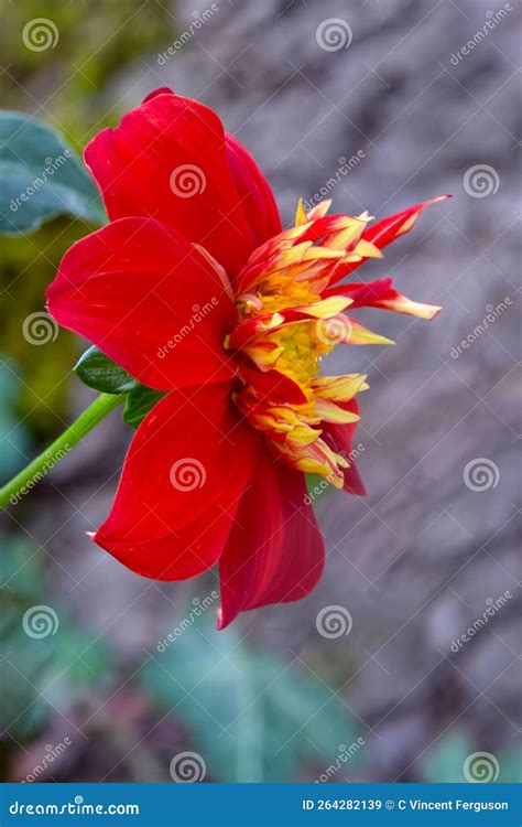 Red Dahlia Flower Profile 05 Stock Image Image Of Perennial