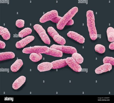 E Coli Bacteria Coloured Scanning Electron Micrograph Sem Of Escherichia Coli Bacteria E