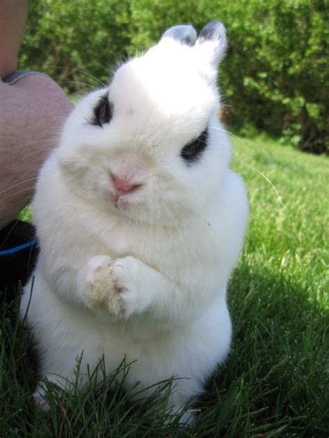 Cabeza Del Conejo Hotot Im Genes Y Fotos