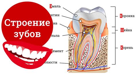 Строение Зуба Человека Фото Telegraph