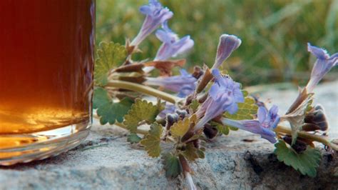 Popencový Sirup Proti Kašli — Recepty — Kouzelné Bylinky — Česká