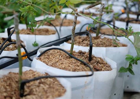 Drip Irrigation For Potted Plants Elevate Your Plant Care Routine