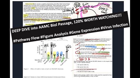 Aamc Fl Bb Passage Detailed Walkthrough Active Reading Critical