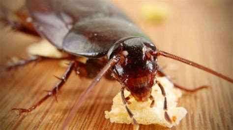 Conoce El Veneno Casero Infalible Para Eliminar Cucarachas De Tu Cocina