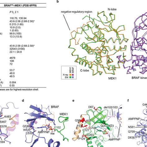 Structure Of An Autoinhibited Brafmek Complex A Schematic