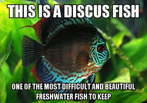 Tropical Fish Are My Addiction Meme By Baystate87 Memedroid