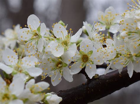 Free Images Nature Branch Fruit Flower Bloom Food Spring