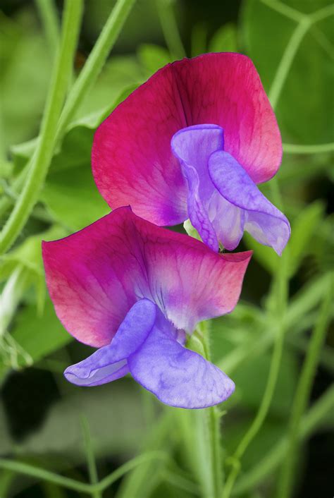 Sweet Pea Flower Manhattanpikol