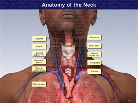 Male Throat Anatomy