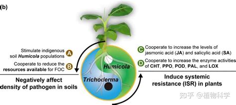 南京农业大学沈其荣院士团队在木霉生物有机肥防控土传病害机制解析方面取得重要进展 知乎