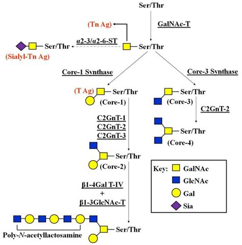 Pathways Of O Glycan Biosynthesis To Begin Synthesis Of Core 2 And