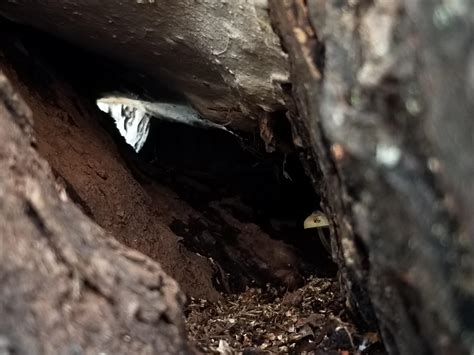 A tiny mushroom sheltering underneath an old artist's conk. : r/mycology