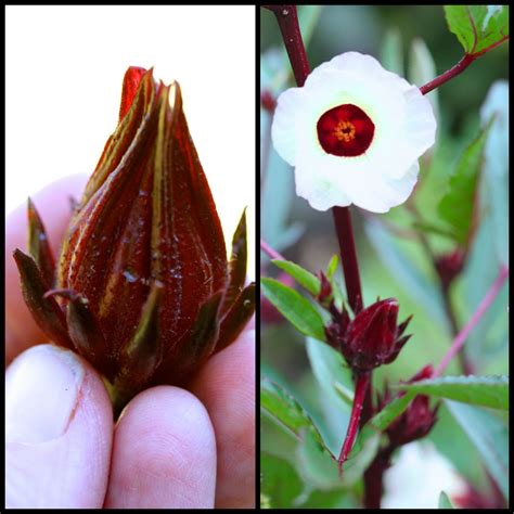 Albums 94 Pictures Pictures Of Hibiscus Seed Pods Completed