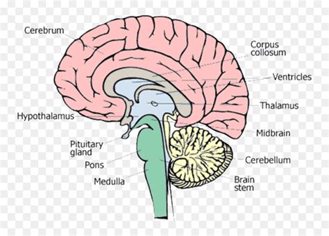 The Parts Of The Brain