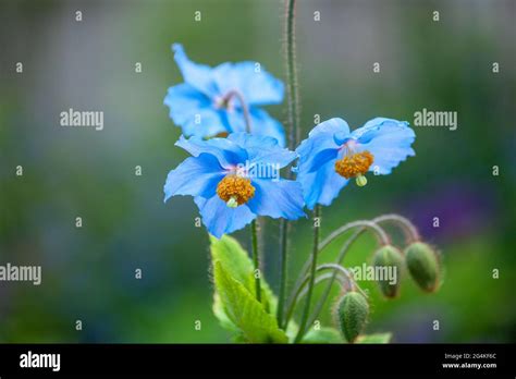 Meconopsis the blue poppy Stock Photo - Alamy