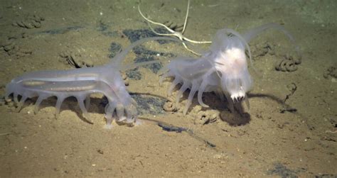 Sea Pigs Look Like Aliens And Live On The Ocean Floor