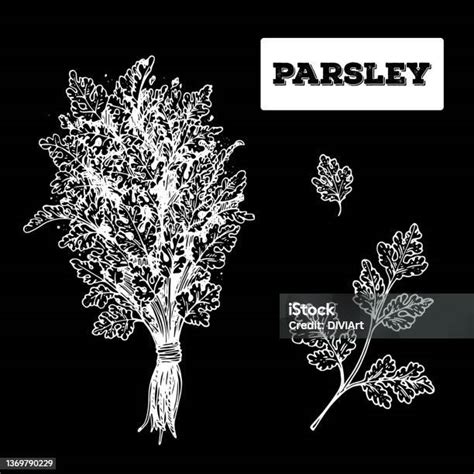 Parsley Hand Drawn Vector Illustration Isolated Sketch Of Parsley