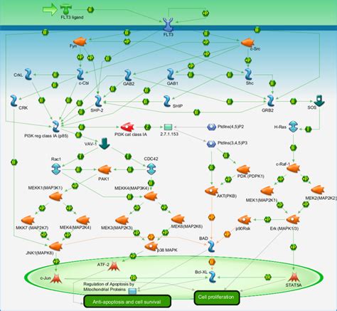 Development Flt3 Signaling Pathway Map Primepcr Life Science Bio Rad