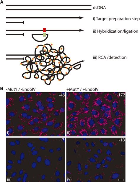 In Situ Detection Of Mitochondrial Dna Using Padlock Probes And Rca