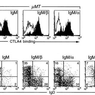 In Vitro Activation And Allelic Exclusion A Upregulation Of CTLA4