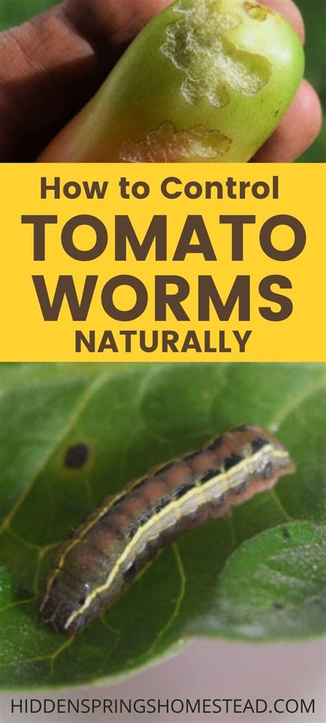 Garden Pest Eating Holes In Your Tomatoes Artofit