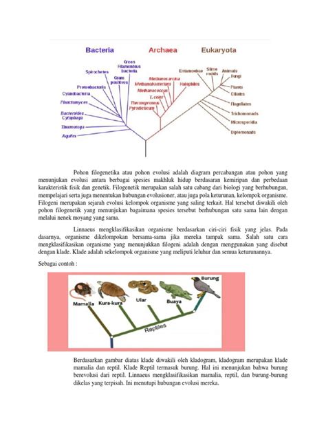 Pohon Filogenetika Atau Pohon Evolusi Adalah Diagram Percabangan Atau Pohon Yang Menunjukan