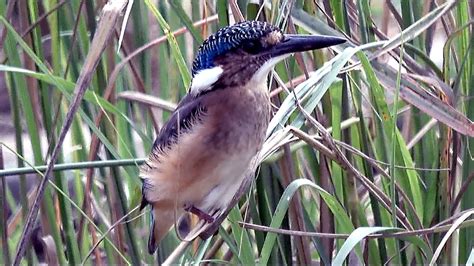 Fantastic Birdwatching In South Africa In A Flurry Of Feathers