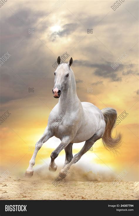 White Horse Sunset Image & Photo (Free Trial) | Bigstock